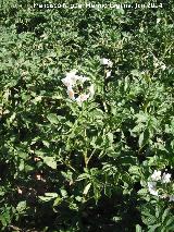 Patata - Solanum tuberosum. Huertas de los Charcones - Navas de San Juan