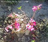 Rosa del desierto - Adenium obesum. Benalmdena