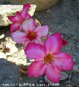 Rosa del desierto - Adenium obesum. Benalmdena