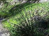 Junco holoschoenus - Juncus holoschoenus. Alhama de Granada