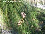 Junco holoschoenus - Juncus holoschoenus. Alhama de Granada
