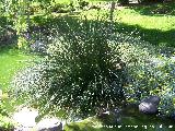 Junco de agua - Scirpus lacustris. Benalmdena