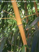 Bamb gigante - Phyllostachys bambusoides. Benalmdena