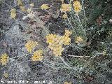 Perpetuas del bosque - Helichrysum stoechas. Cerro Cerrajn - Los Villares