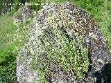 Perpetuas del bosque - Helichrysum stoechas. Segura