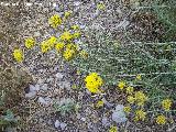 Perpetuas del bosque - Helichrysum stoechas. Los Caones - Jan