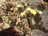 Cactus orejas de conejo - Opuntia microdasys. Tabernas