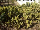Cactus orejas de conejo - Opuntia microdasys. Casera de los Martos - Jan