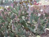 Cactus orejas de conejo - Opuntia microdasys. Tabernas