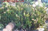 Cactus orejas de conejo - Opuntia microdasys. Benalmdena