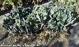 Cactus orejas de conejo blancas - Opuntia microdasys albispina. Benalmdena