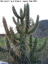 Cactus alfileres de Eva - Opuntia subulata. Tabernas