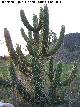 Cactus alfileres de Eva