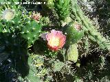 Cactus alfileres de Eva - Opuntia subulata. Benalmdena