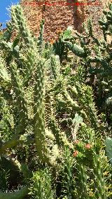 Cactus alfileres de Eva - Opuntia subulata. Niebla