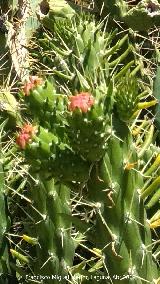 Cactus alfileres de Eva - Opuntia subulata. Niebla