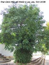 Aligustre arboreo - Ligustrum lucidum. La Estrella - Navas de San Juan