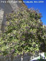 Aligustre arboreo - Ligustrum lucidum. Alhama de Granada