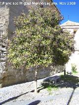 Aligustre arboreo - Ligustrum lucidum. Alhama de Granada