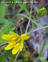 Azafrn dorado - Sternbergia lutea. Fuente de la Pea. Jan
