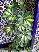 Cheflera - Schefflera arboricola. Navas de San Juan