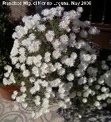 Roco prpura - Drosanthemum hispidum. Navas de San Juan