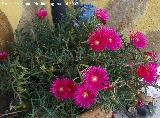 Roco prpura - Drosanthemum hispidum. Los Villares