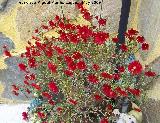 Roco prpura - Drosanthemum hispidum. Los Villares