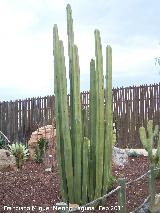 Cactus rgano - Pachycereus marginatus. Tabernas