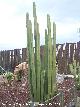 Cactus rgano