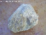 Coral Halysites - Halysites escharoides. Segura de la Sierra