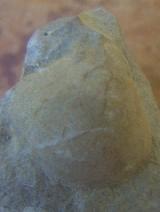 Bivalvo Entolium - Entolium corneolum. Segura de la Sierra