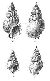 Gasterpodo Nassarius - Nassarius reticosus. 