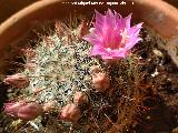 Cactus Biznaguita - Mammillaria glochidiata. Los Villares