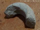 Ammonites Hyphantoceras - Hyphantoceras reussianum. Alcal del Jucar