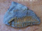 Trilobites Ogygirzus - Ogygirzus armoricanus. Viso del Marqus