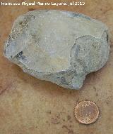 Ammonites Goniatites - Goniatites sp. Arroyo Padilla - Jan