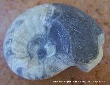 Ammonites Goniatites - Goniatites sp. Pulido. Arfoud (Marruecos)