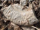 Ammonites Procheloniceras - Procheloniceras sp.. El Chorro - Quesada