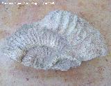 Ammonites Procheloniceras - Procheloniceras sp.. Montesin - Cazorla
