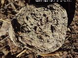 Estromatolito - Stromatolith. Chircales - Valdepeas de Jan