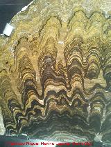 Estromatolito - Stromatolith. Parque de las Ciencias - Granada