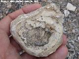 Estromatolito - Stromatolith. La Muela - Mengbar