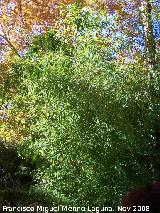 Bamb - Bambusa vulgaris. Alhama de Granada
