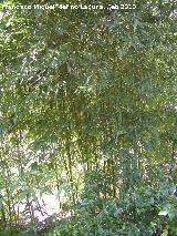 Bamb - Bambusa vulgaris. Jabalcuz (Jan)