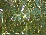 Bamb - Bambusa vulgaris. Hojas. Jabalcuz (Jan)