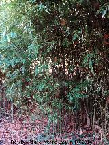Bamb - Bambusa vulgaris. Jardines de Mata Bejid - Cambil
