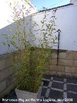 Bamb amarillo - Phyllostachys aurea. Alhama de Granada