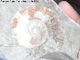 Ammonites Crioceras loryi - Crioceratites loryi. Los Villares