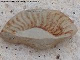 Ammonites Crioceras loryi - Crioceratites loryi. Aldea Santa Cristina - Jan